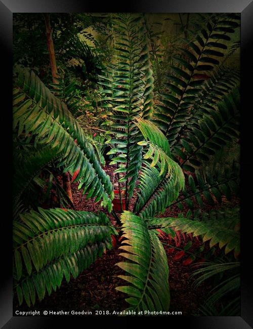 Tropical Leaves Framed Print by Heather Goodwin