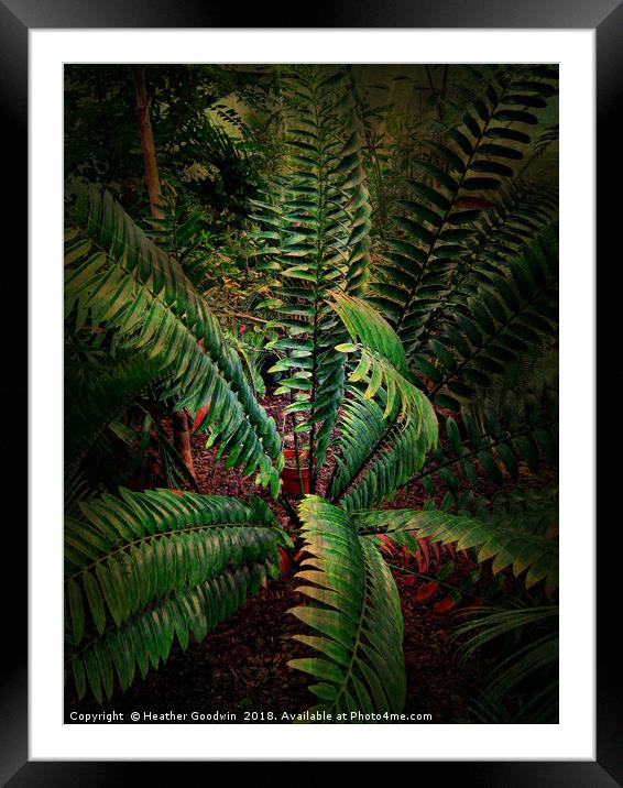 Tropical Leaves Framed Mounted Print by Heather Goodwin