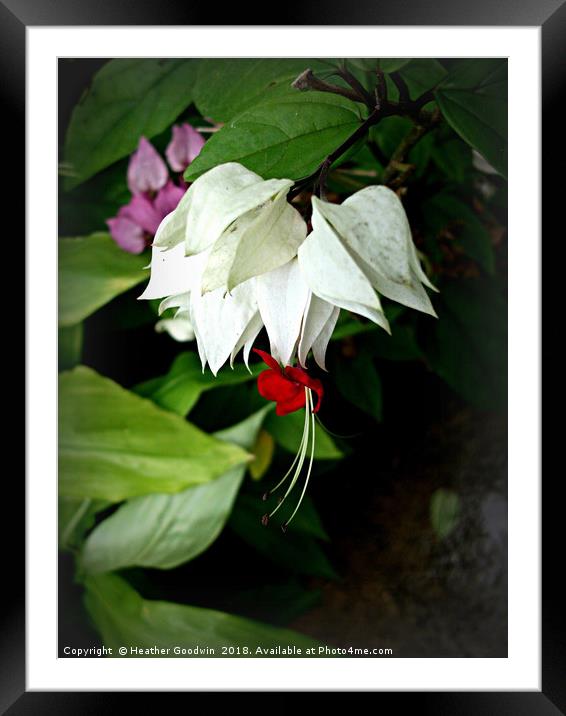 Pretty in White Framed Mounted Print by Heather Goodwin