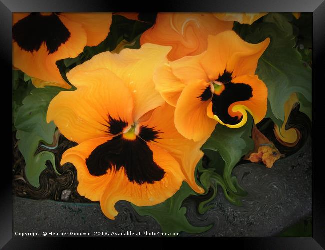 Pansies Framed Print by Heather Goodwin