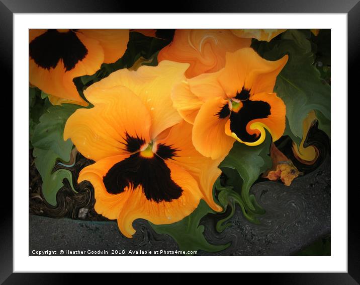 Pansies Framed Mounted Print by Heather Goodwin