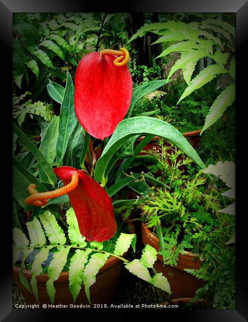 Anthurium Framed Print by Heather Goodwin
