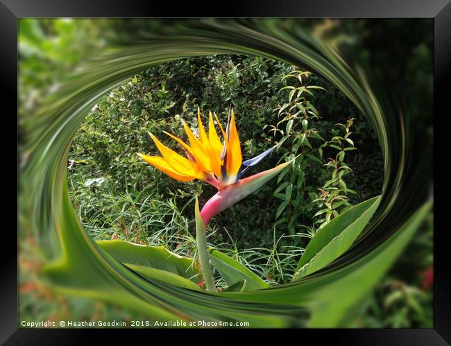 Bird of Paradise Flower Framed Print by Heather Goodwin
