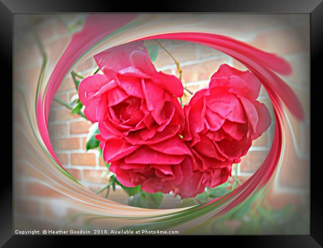 Summer Roses Framed Print by Heather Goodwin