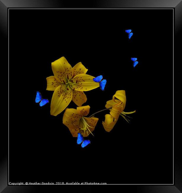 Lilies and Butterflies Framed Print by Heather Goodwin