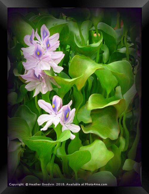 Water Hyacinth Framed Print by Heather Goodwin