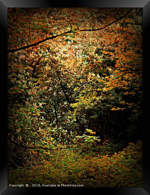 Deep Woods Framed Print by Heather Goodwin
