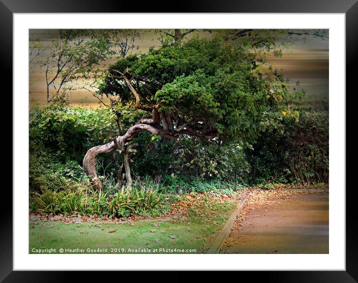 The Crooked Tree Framed Mounted Print by Heather Goodwin