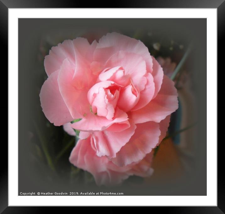 A Touch of Pink Framed Mounted Print by Heather Goodwin