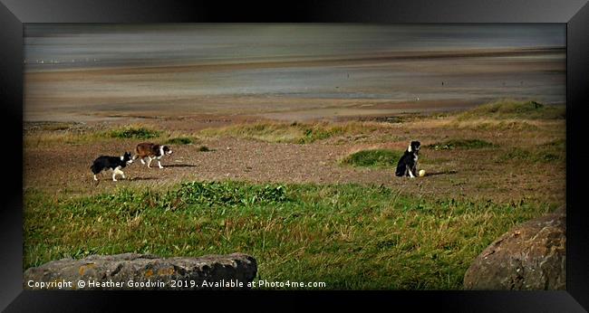 Collie Football Framed Print by Heather Goodwin