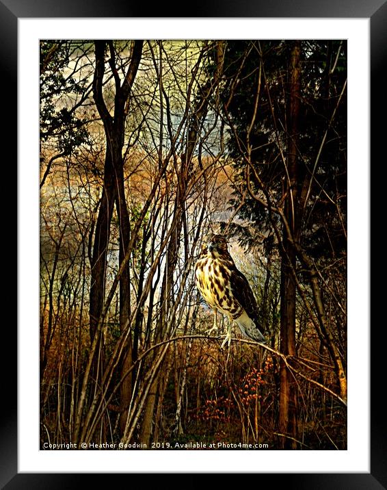 Tangle Wood Framed Mounted Print by Heather Goodwin