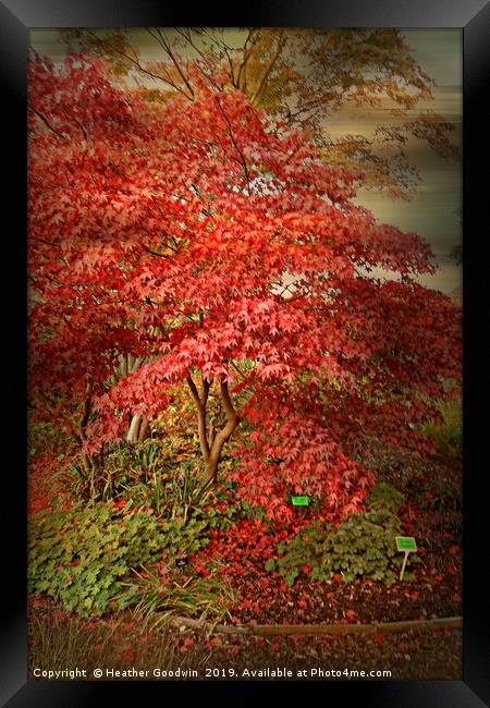 Acer Tree Framed Print by Heather Goodwin