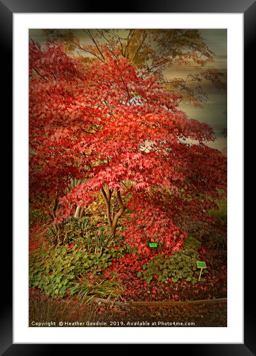 Acer Tree Framed Mounted Print by Heather Goodwin