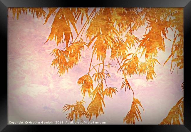 Branches of Golden Rain Framed Print by Heather Goodwin