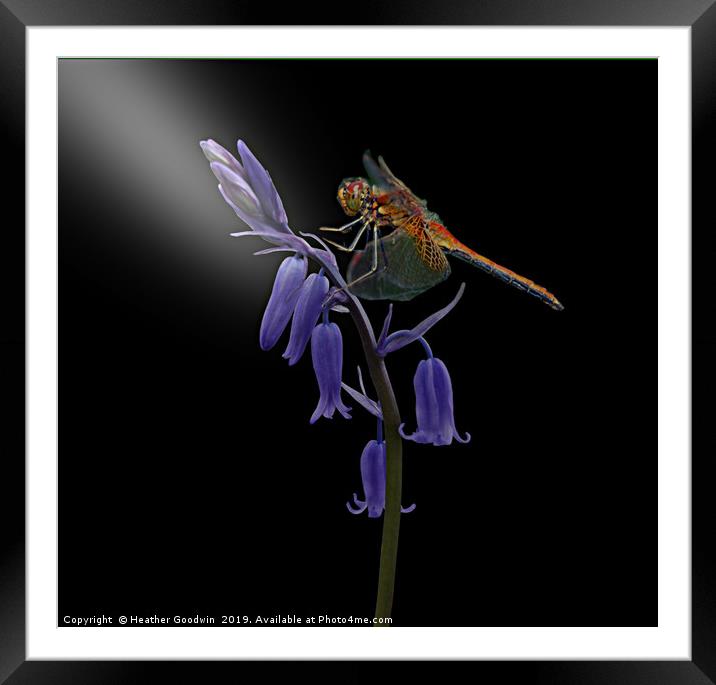Dragonfly and Bluebell Framed Mounted Print by Heather Goodwin