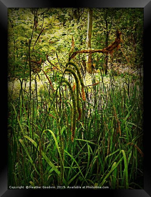 Grassy Lambs Tails Framed Print by Heather Goodwin