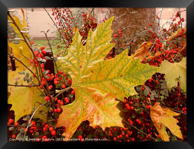 Autumn Shining Through Framed Print by Heather Goodwin