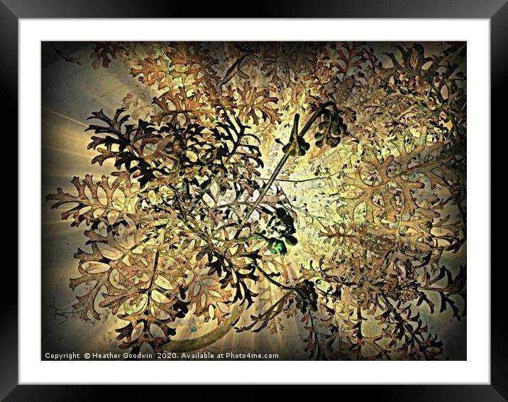 Tansy Plant Design Framed Mounted Print by Heather Goodwin