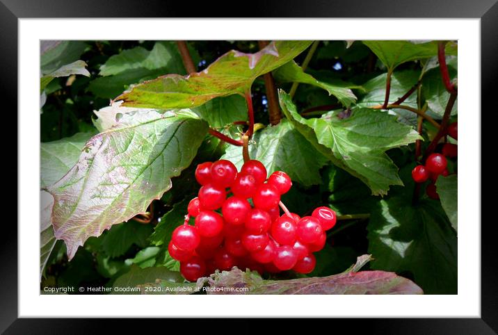 A Birds Picnic Framed Mounted Print by Heather Goodwin