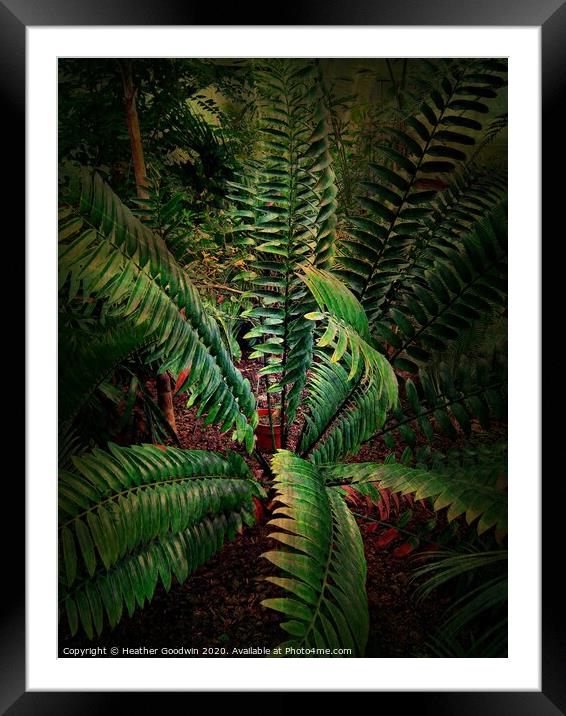 Tropical Leaves - Cycads Framed Mounted Print by Heather Goodwin