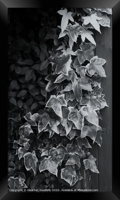 Ivy - Study in Black and White Framed Print by Heather Goodwin