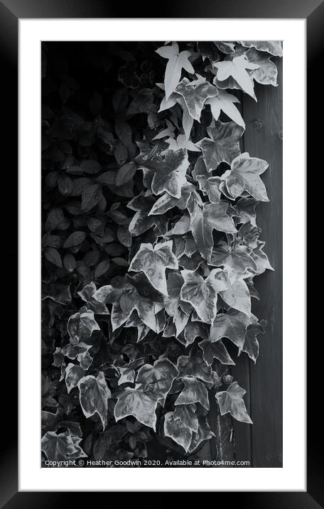 Ivy - Study in Black and White Framed Mounted Print by Heather Goodwin
