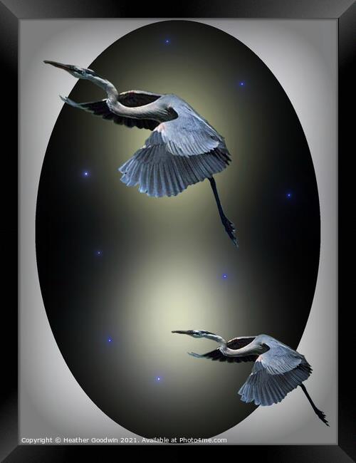 Heron Escape Framed Print by Heather Goodwin