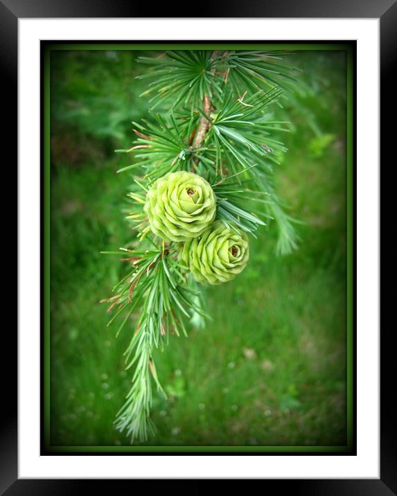 Two Lone Cones in Green. Framed Mounted Print by Heather Goodwin