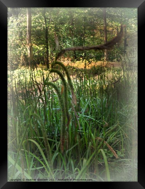 Rushes Framed Print by Heather Goodwin
