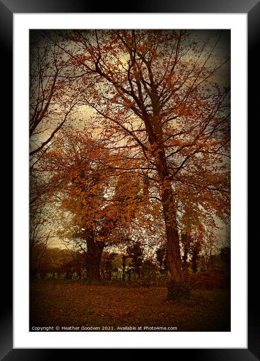 Beech Woods Framed Mounted Print by Heather Goodwin