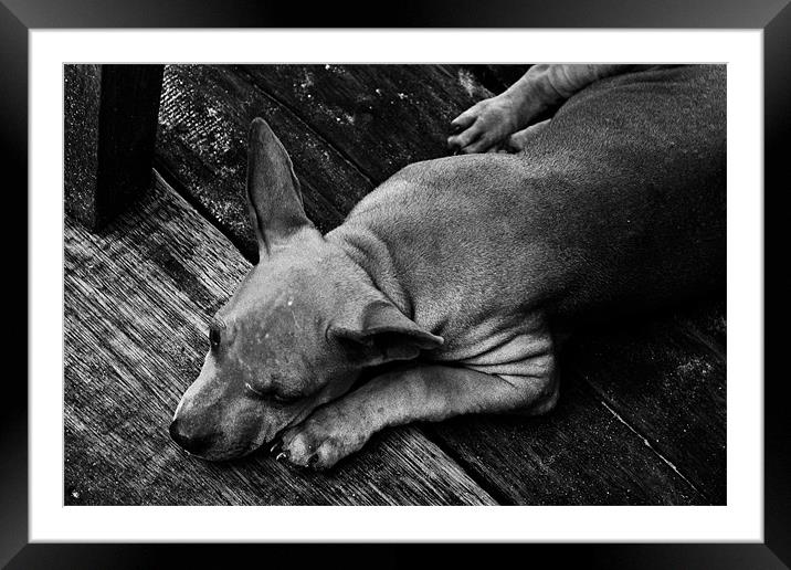 Sleep Soi Dog Framed Mounted Print by Jonathan Callaghan