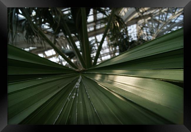 palm leaf in kew garden greenhouse Framed Print by gavin mcwalter