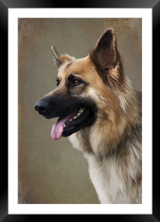 German Shepherd Dog Framed Mounted Print by Lynne Davies