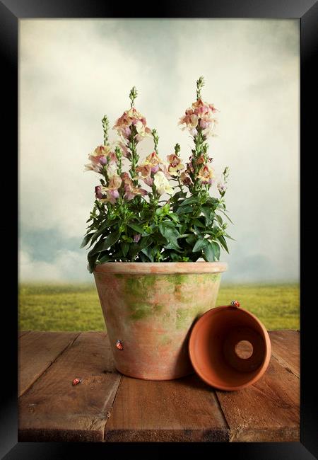 Snap Dragon Plant On Garden Table With Ladybirds Framed Print by Lynne Davies