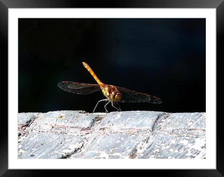 Poised Framed Mounted Print by susan potter