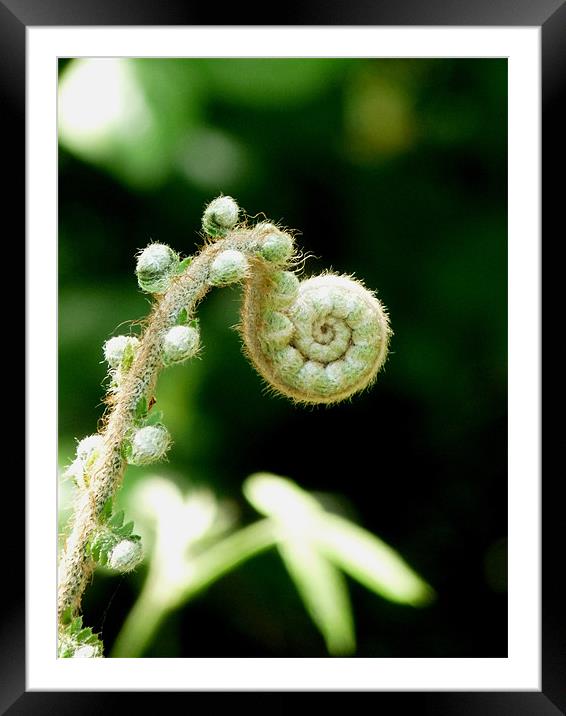 New Life Unfolding Framed Mounted Print by susan potter