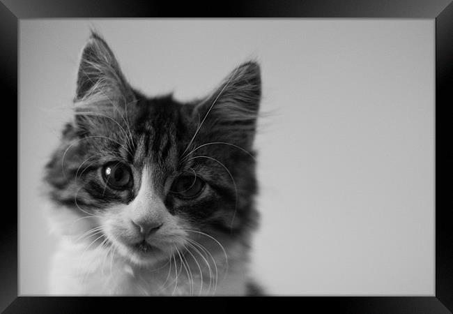 Black and White Kitten Portrait Framed Print by Martyn Taylor