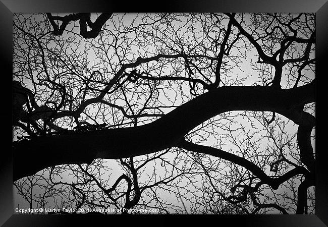 Branch Mess Framed Print by Martyn Taylor