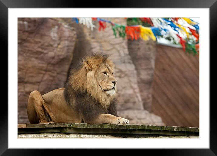 Lion Framed Mounted Print by Martyn Taylor