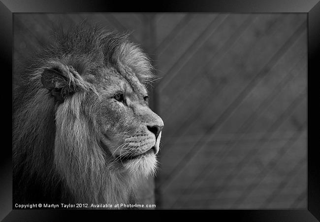 Lion #5 Framed Print by Martyn Taylor