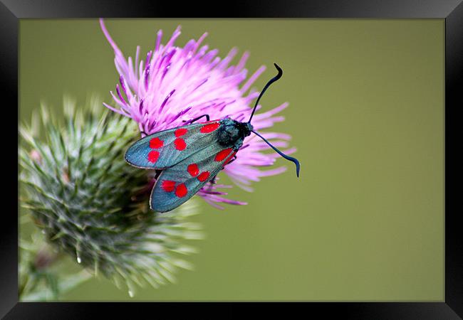 Six spotted Burnet Moth Framed Print by Judy Andrews