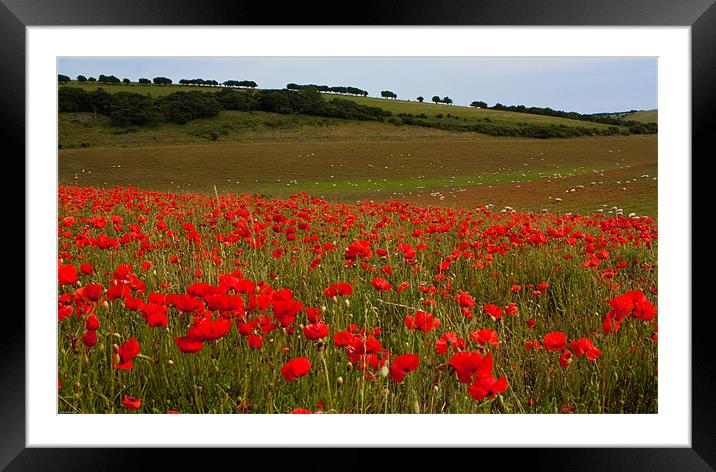 Fields of red Framed Mounted Print by Judy Andrews