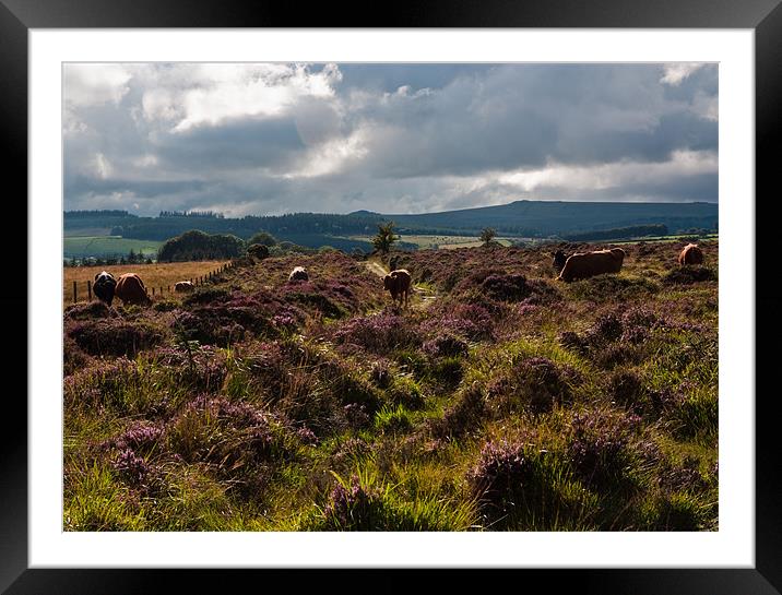 Moorland Heather Framed Mounted Print by Judy Andrews