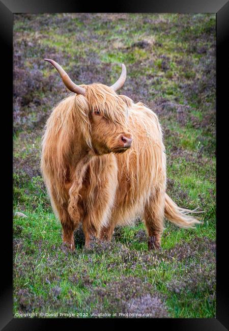 Highland Cow Framed Print by David Pringle