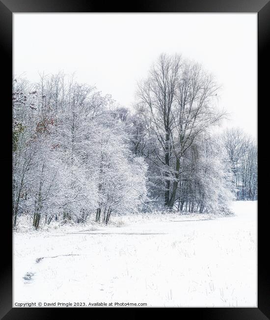Winter Woodland Framed Print by David Pringle
