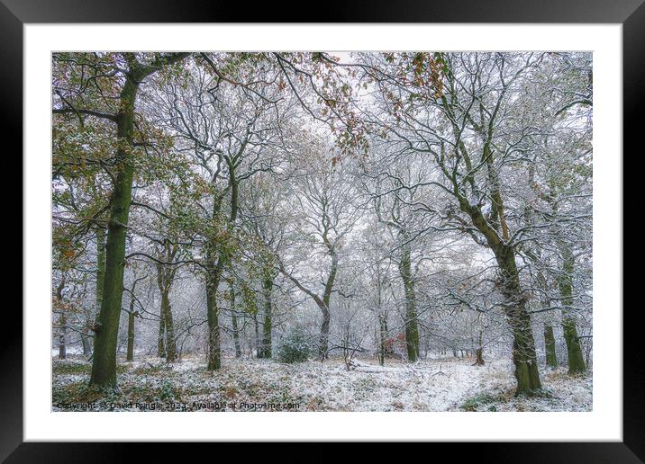 Winter Woodland Framed Mounted Print by David Pringle