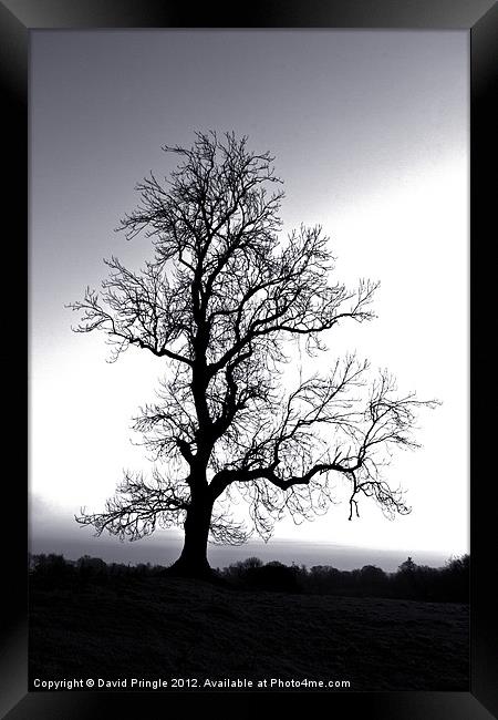 Tree Skeleton Framed Print by David Pringle