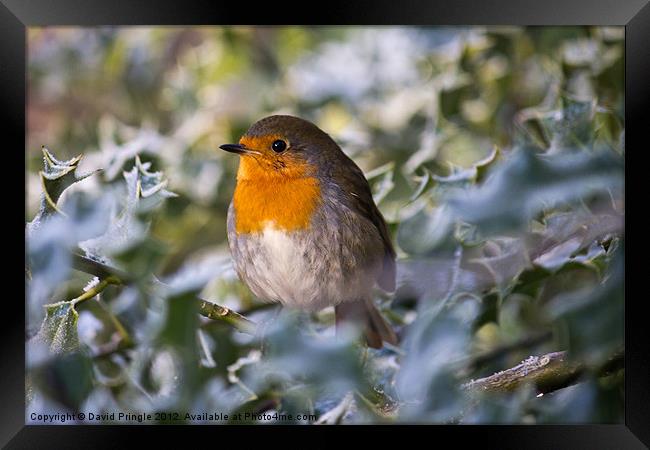 Robin In Holly Framed Print by David Pringle