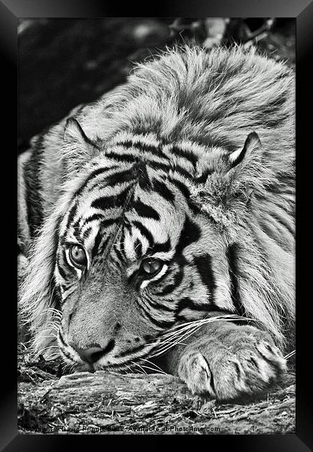 Sumatran Tiger Framed Print by David Pringle