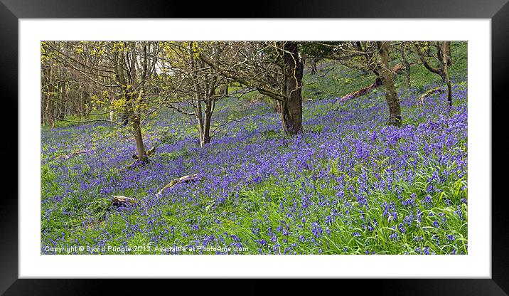 Bluebell Woods Framed Mounted Print by David Pringle
